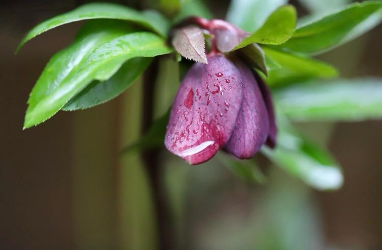 Vaste planten